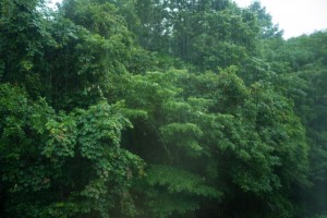 菅平高原の雨