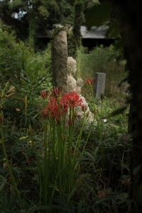 般若寺　彼岸花