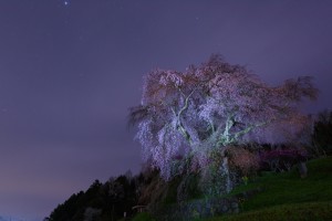 夜の又兵衛桜