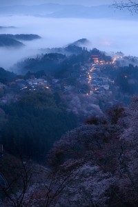 2015吉野桜中千本