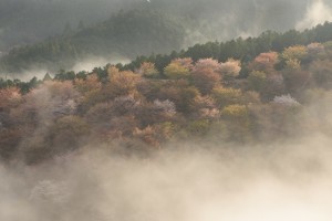 2015吉野桜中千本