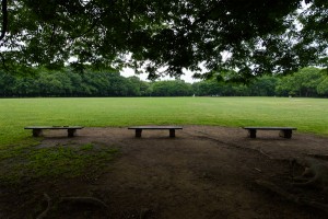 大泉緑地のベンチ