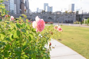 中之島バラ園