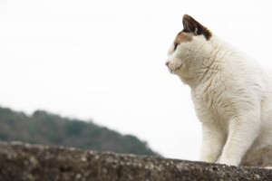 沖島のねこ