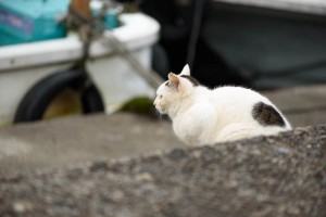 沖島のねこ