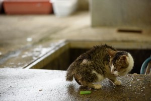 沖島のねこ