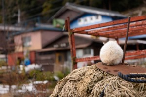 ねこの島　沖島