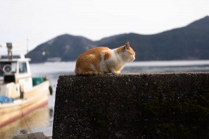ねこの島　沖島