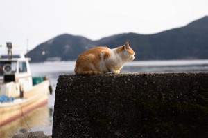 ねこの島　沖島