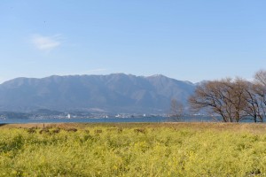 琵琶湖の菜の花