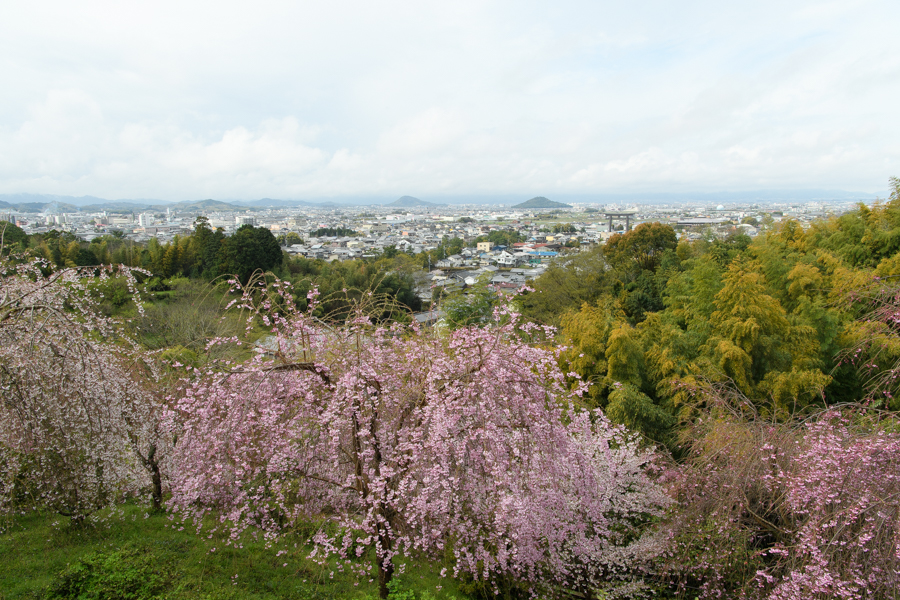 満開ですね16年の桜 奈良県桜井の大神神社の素敵な桜 M2photo