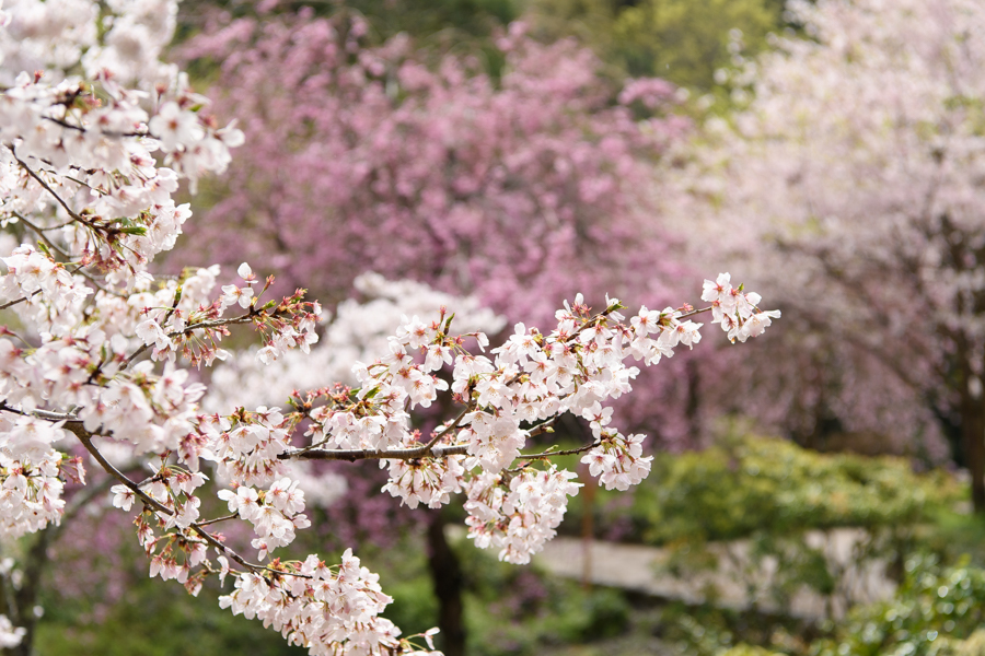 満開ですね16年の桜 奈良県桜井の大神神社の素敵な桜 M2photo