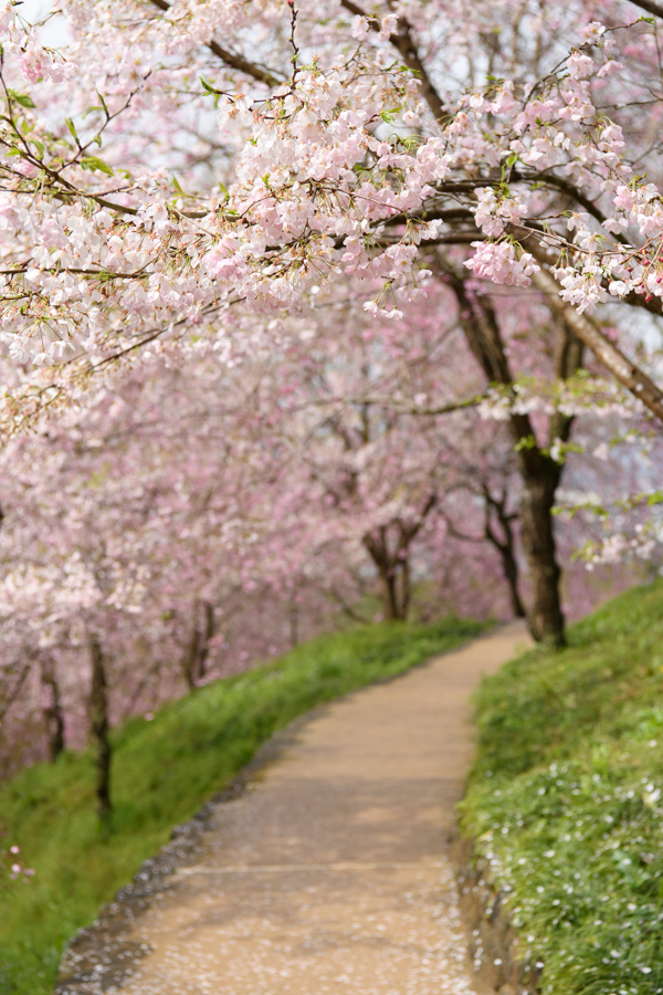 満開ですね16年の桜 奈良県桜井の大神神社の素敵な桜 M2photo
