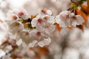 吉野上千本桜