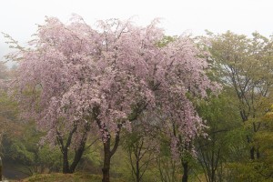 吉野上千本桜