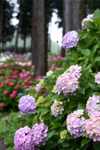 三室戸寺の紫陽花