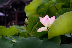 三室戸寺の睡蓮