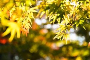 鶏足寺の紅葉