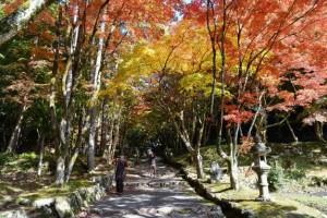 鶏足寺の紅葉