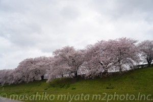 八幡の鼓